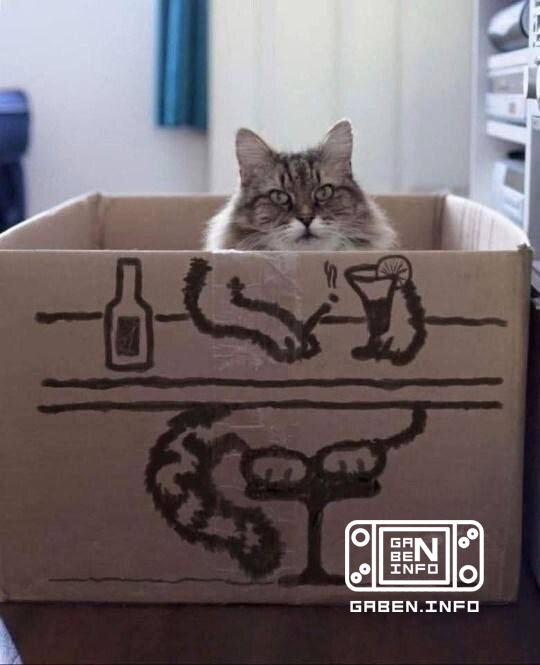 А это вечером 🐱