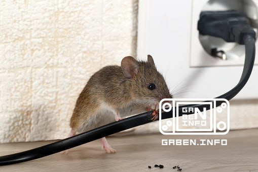 MVP of the first day of PGL CLUJ-NAPOCA 2026.