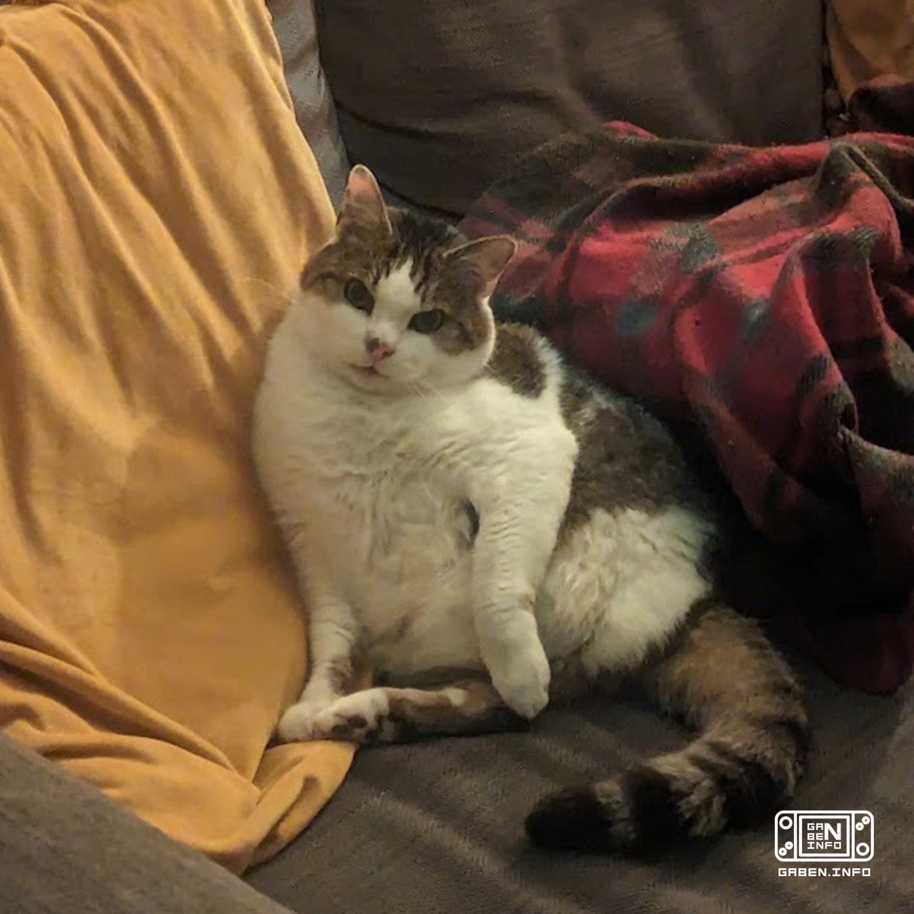 O gato de Pogo, um dos desenvolvedores de Minecraft Dungeons 2, foi perpetuado no jogo. Infelizmente, ele não sobreviveu...