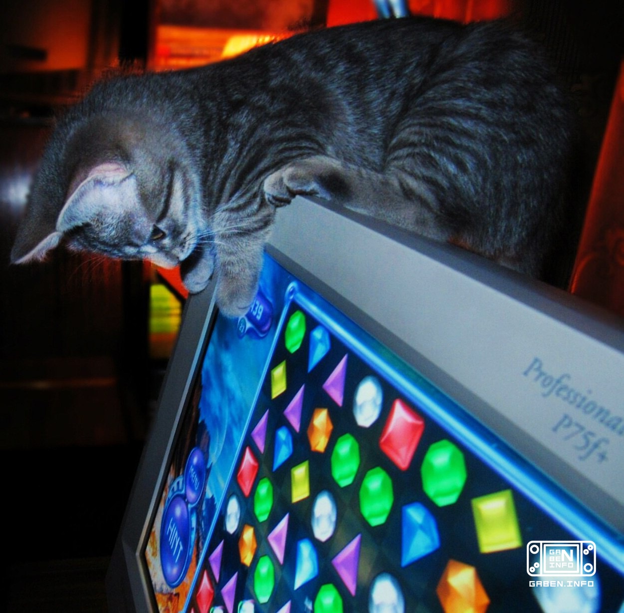 Selection "Cats and retrogaming"🤗