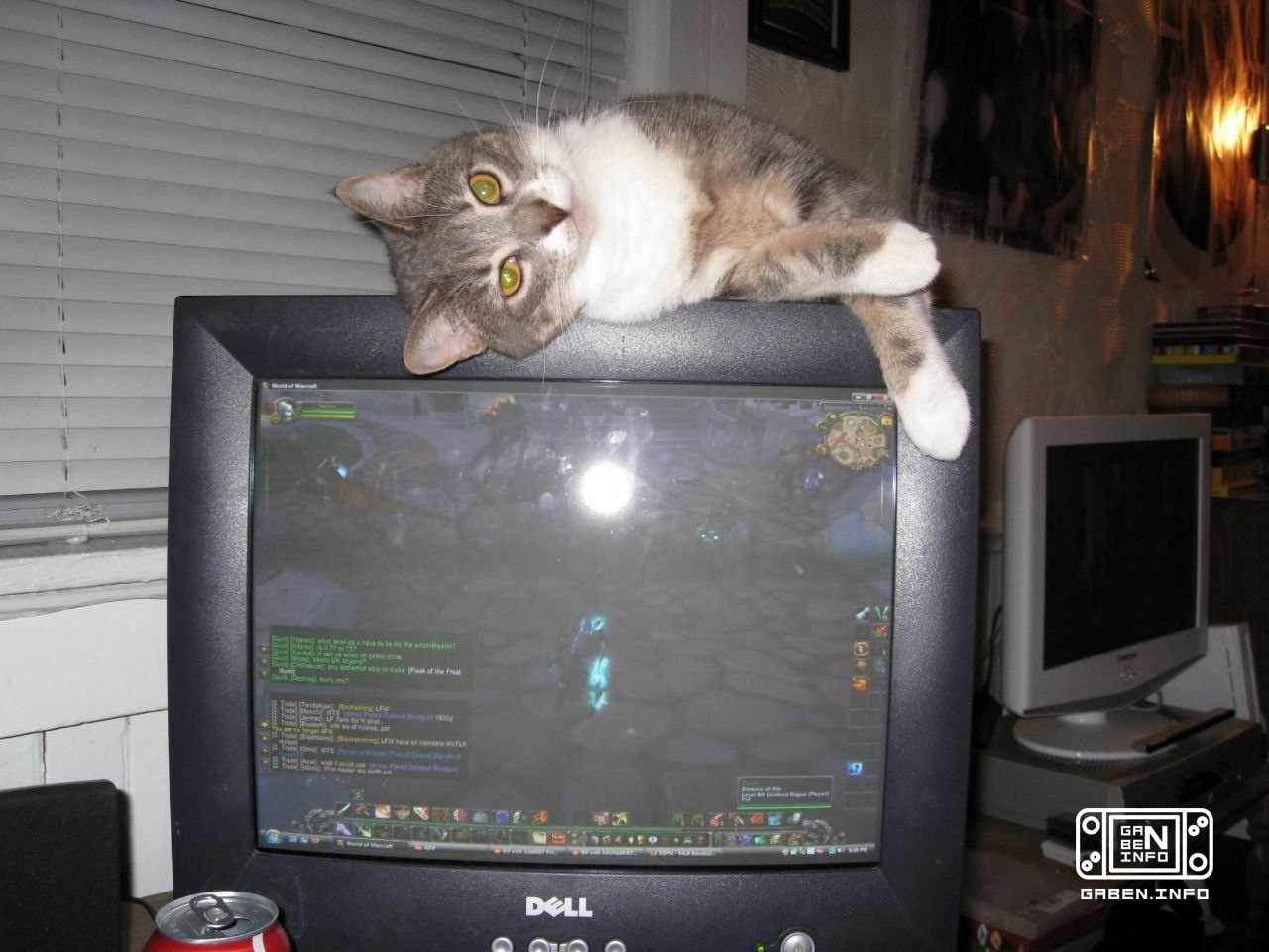 Selection "Cats and retrogaming"🤗