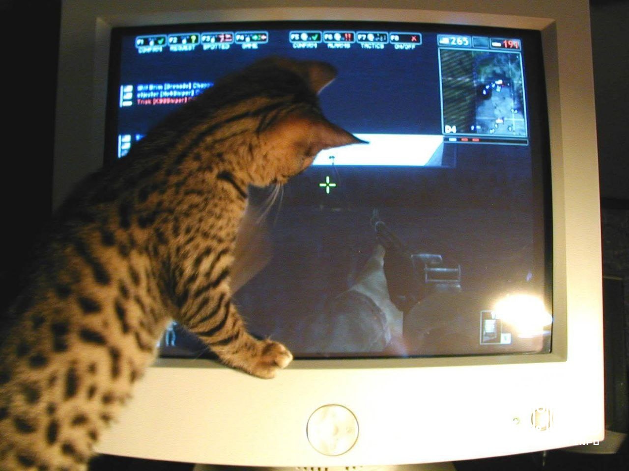 Selection "Cats and retrogaming"🤗