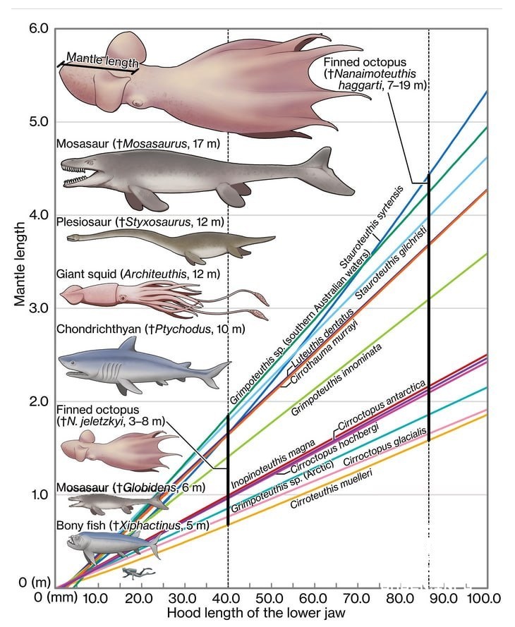 🦑 A small paleontological offtopic.It turns out that Krakens really existed.An article appeared in the scientific journa...